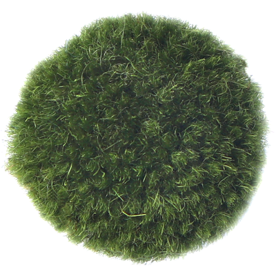 Green Rugs and Carpets